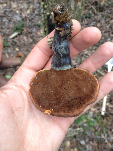 golden reishi