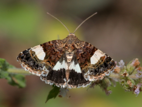 Four-spotted Moth