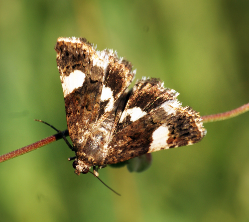 Four-spotted Moth
