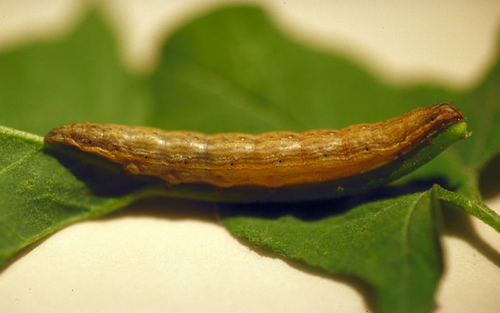 Four-spotted Moth
