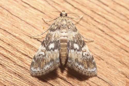 Waterlily Leafcutter Moth