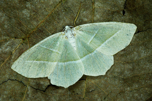 Light Emerald