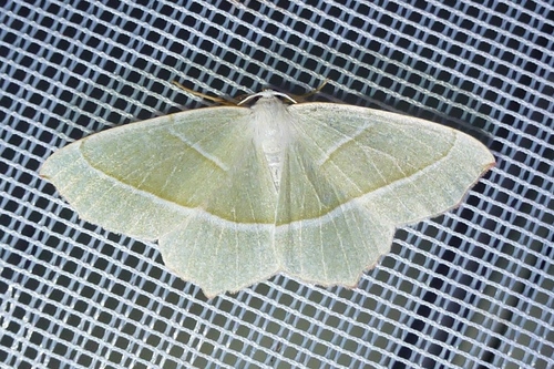 Light Emerald