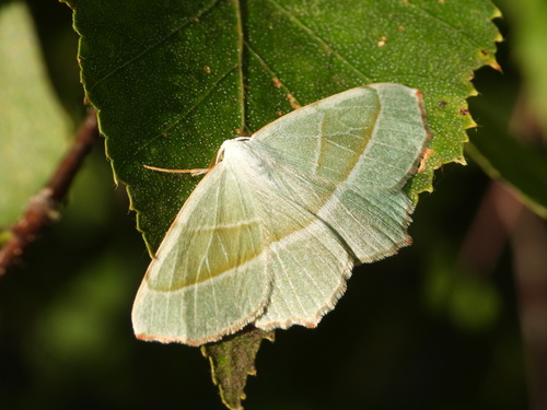 Light Emerald