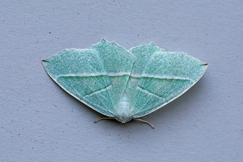 Light Emerald