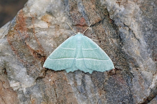Light Emerald