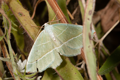 Light Emerald