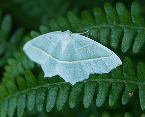 Light Emerald