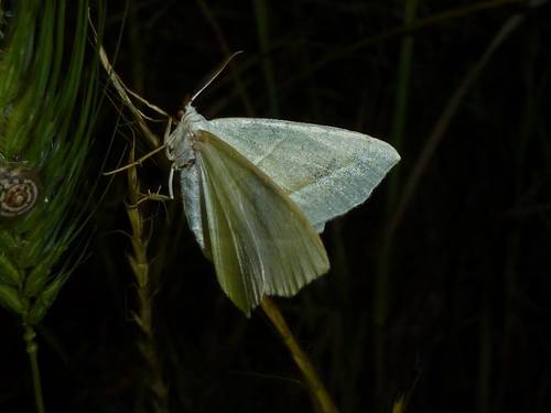 Light Emerald
