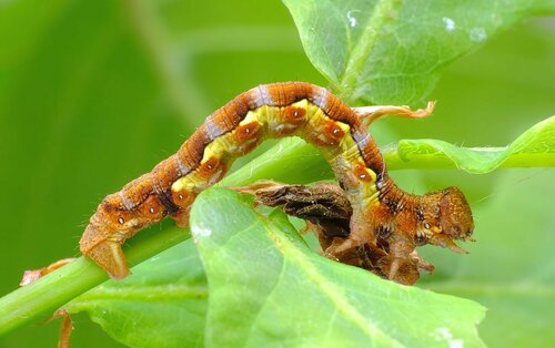 Mottled Umber