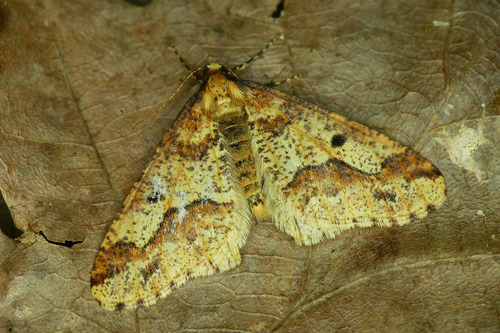 Mottled Umber