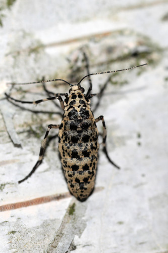 Mottled Umber