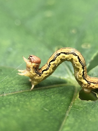 Mottled Umber