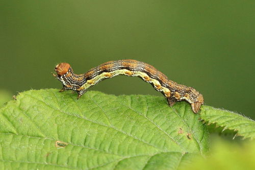 Mottled Umber