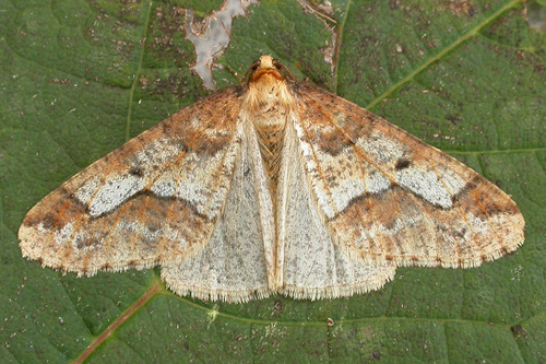 Mottled Umber