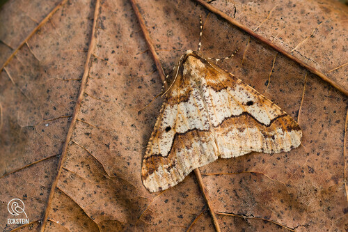 Mottled Umber