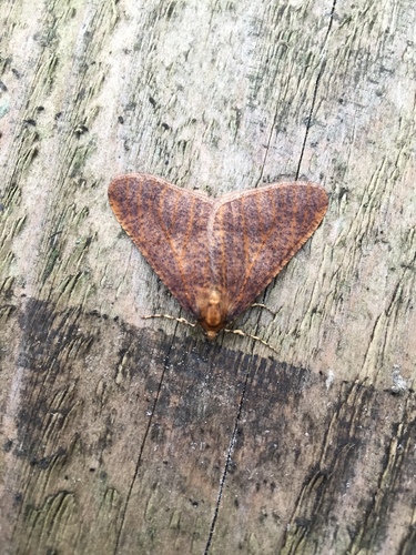 Mottled Umber