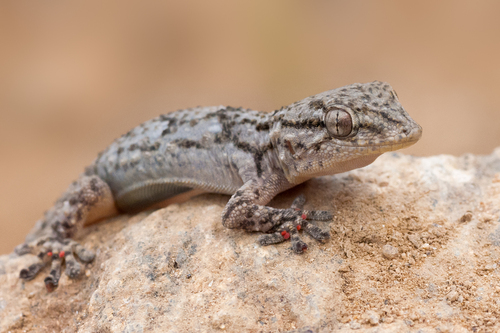 Moorish Gecko