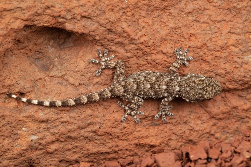 Moorish Gecko