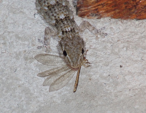 Moorish Gecko