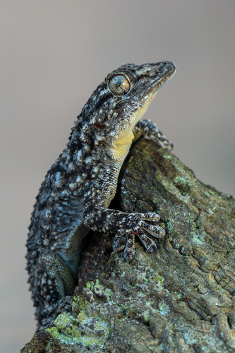 Moorish Gecko