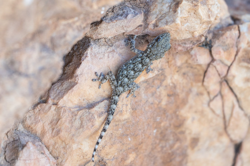 Moorish Gecko