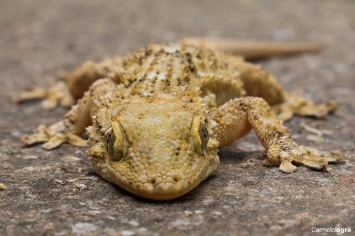 Moorish Gecko