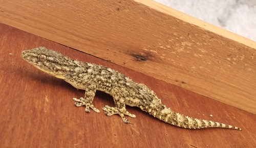 Moorish Gecko