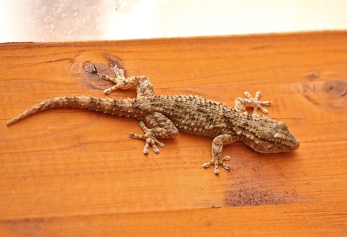 Moorish Gecko