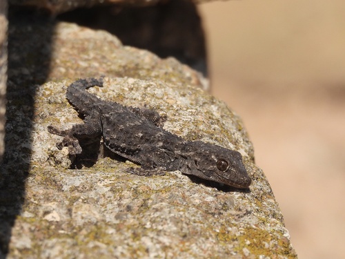 Moorish Gecko