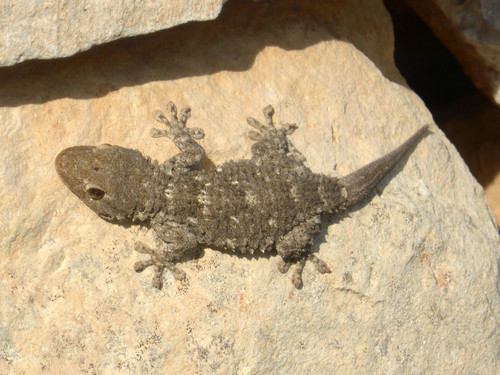 Moorish Gecko