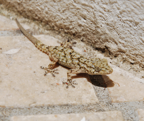 Moorish Gecko