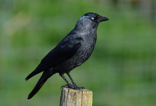Eurasian Jackdaw