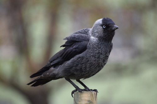 Eurasian Jackdaw