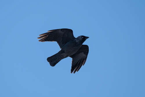 Eurasian Jackdaw