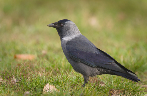 Eurasian Jackdaw