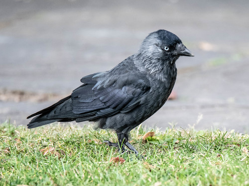 Eurasian Jackdaw