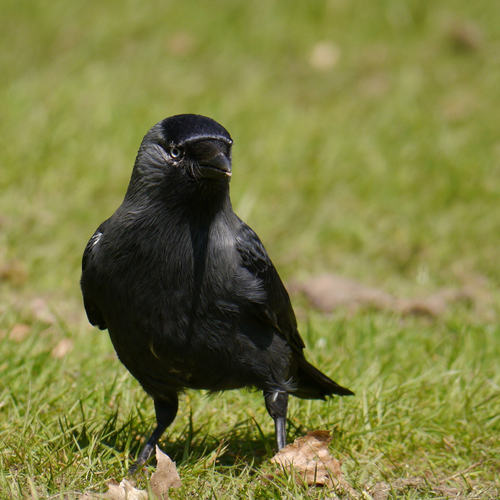 Eurasian Jackdaw
