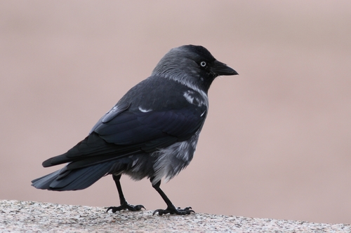 Eurasian Jackdaw