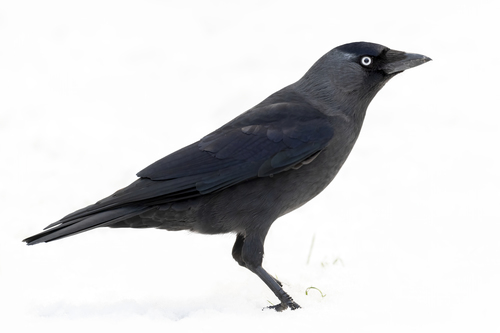 Eurasian Jackdaw