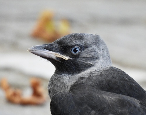 Eurasian Jackdaw