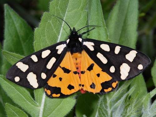 Cream-spot Tiger