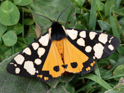 Cream-spot Tiger