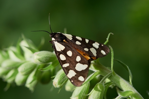 Cream-spot Tiger