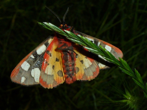 Cream-spot Tiger