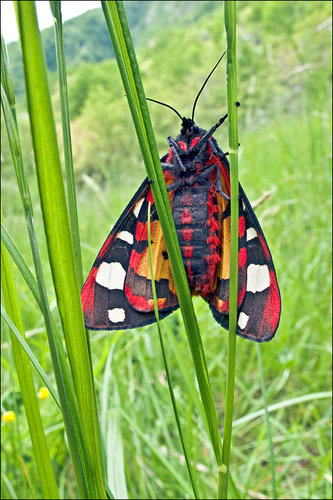 Cream-spot Tiger