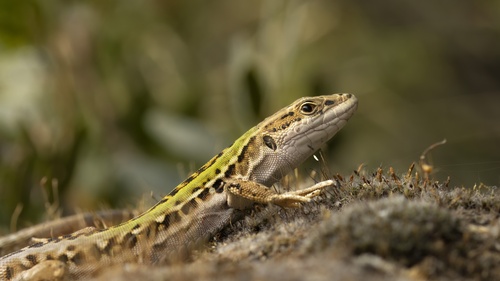 Italian Wall Lizard