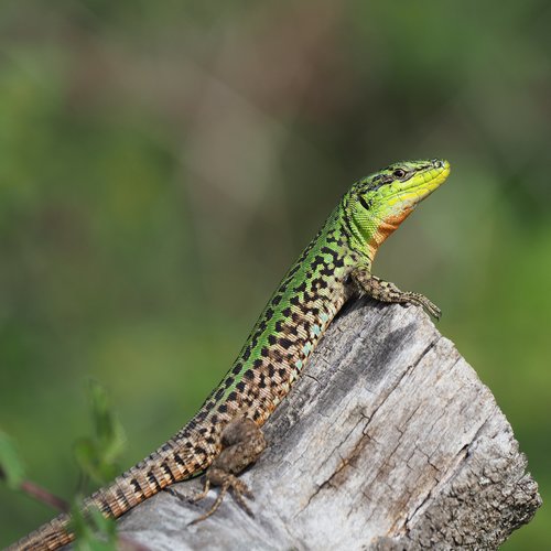 Italian Wall Lizard