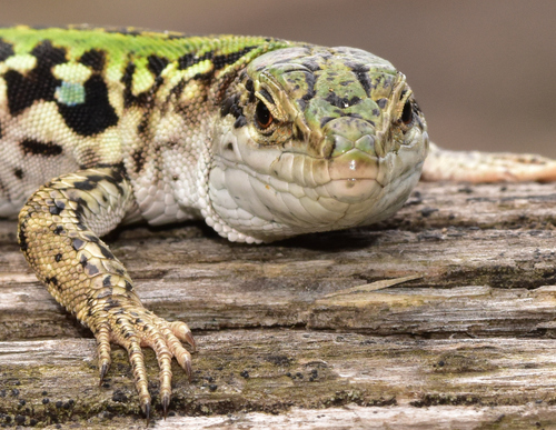 Italian Wall Lizard