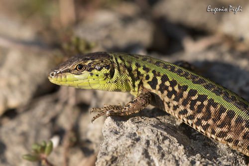 Italian Wall Lizard